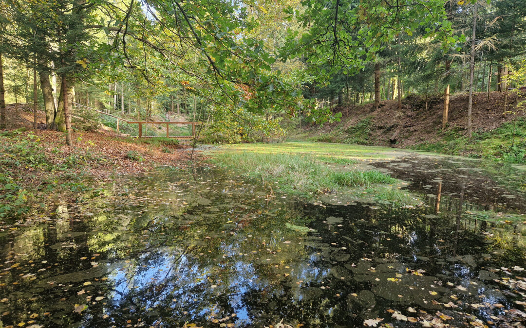 FriedWald Führungen 2026